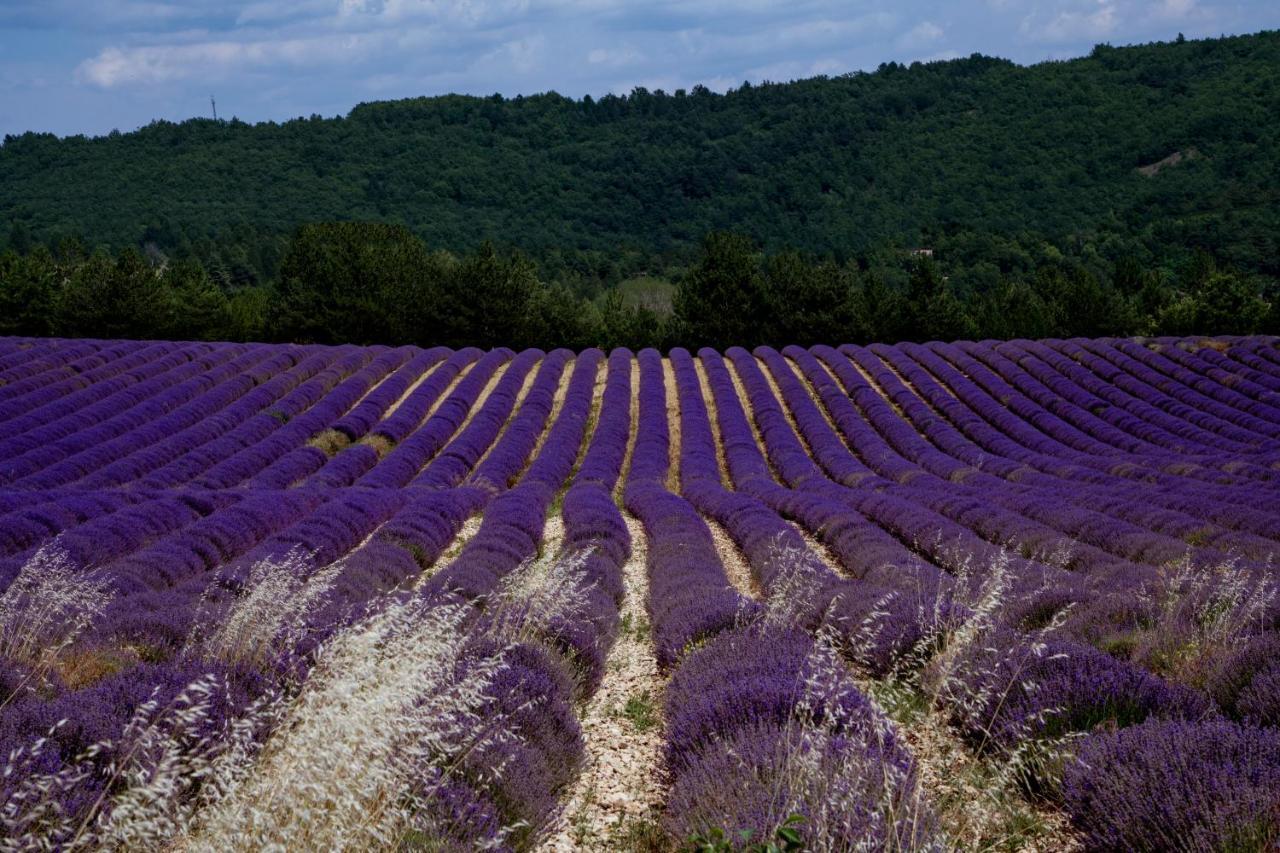 Gite La Bastide De La Loge Au Pied Du Mont Ventoux Sault-de-Vaucluse Exteriér fotografie